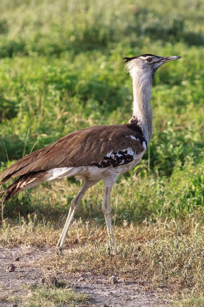 Portret Foarte Mare Bustard Iarbă Savanna Din Ngorongoro Africa — Fotografie, imagine de stoc