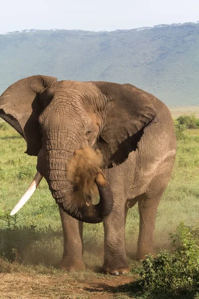 Éléphant Dans Savane Tanzanie Vieux Colère Ngorongoro Afrique — Photo