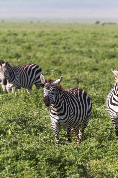 Pequeña Manada Cebras Cráter Ngorongoro Tanzania África Oriental —  Fotos de Stock