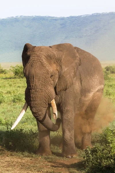 Старий Слон Зламаною Туск Нгоронгоро Танзанія — стокове фото