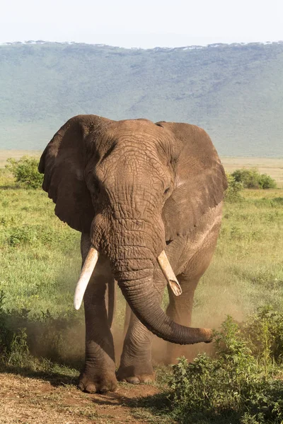 Elefante Muito Grande Velho Com Uma Presa Partida Ngorongoro Tanzânia — Fotografia de Stock