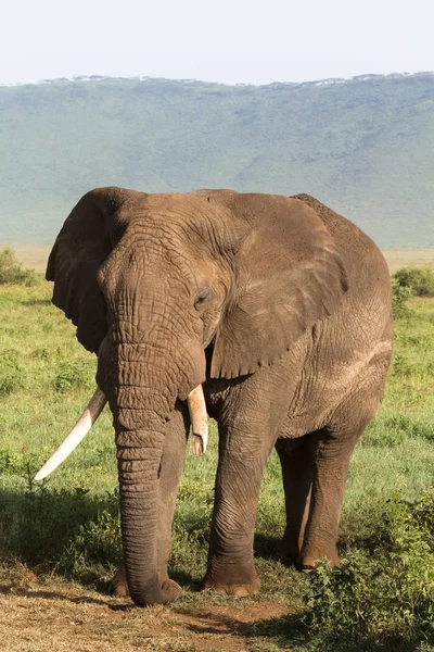 Afrikanischer Elefant Mit Gebrochenem Stoßzahn Ngorongoro Tansania — Stockfoto