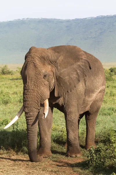 Very Large Elephant Broken Tusk Ngorongoro Tanzania — Stock Photo, Image