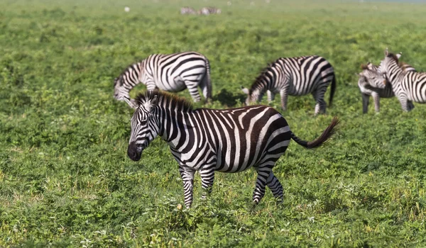 Liten Flock Zebror Ngorongorokratern Tanzania Afrika — Stockfoto