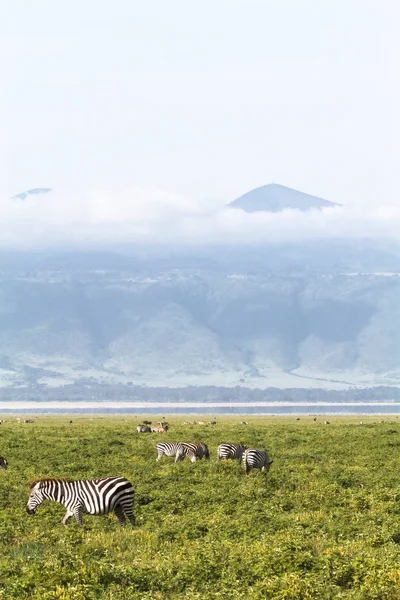 Paysage Cratère Ngorongoro Tanzanie Afrique — Photo