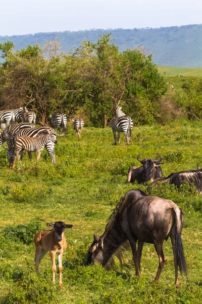 Liten Flock Zebraz Och Gnuer Ngorongorokratern Tanzania Afrika — Stockfoto