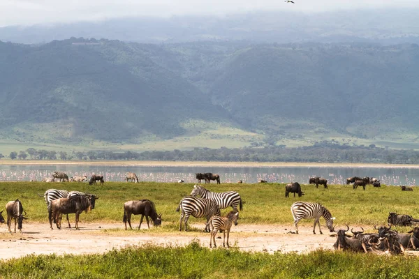 Ngorongoro krateri manzara. Otobur sürüleri. Tanzanya, Afrika
