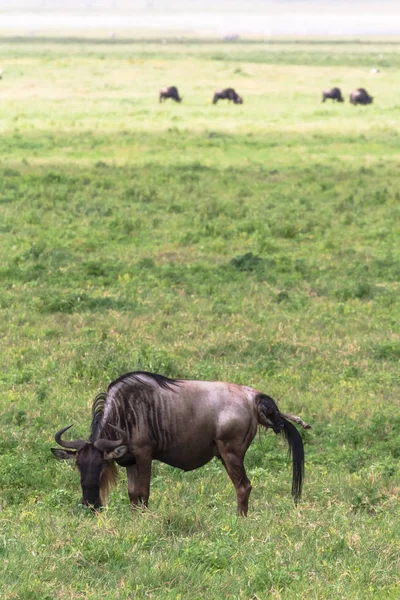 Antilop Yeni Bir Hayat Veriyor Bir Bebeğin Doğumu Ngorongoro Tanzanya — Stok fotoğraf