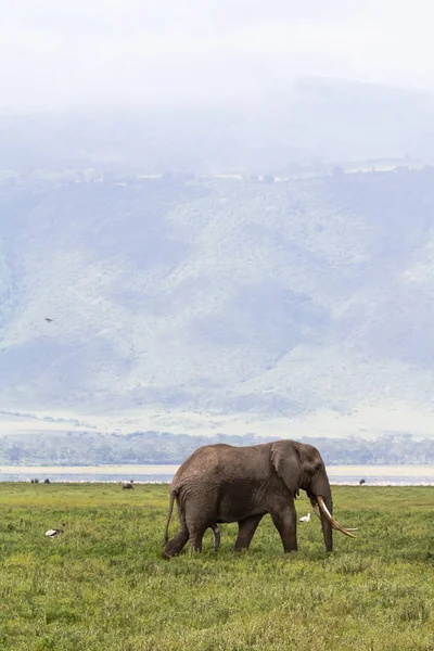 Très Gros Éléphant Fond Cratère Ngorogoro Tanzanie Afrique — Photo