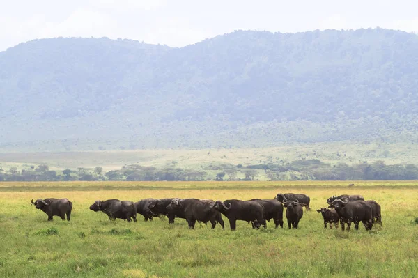 Buffalo Içinde Volkan Sürüsü Ngorongoro Tanzanya — Stok fotoğraf