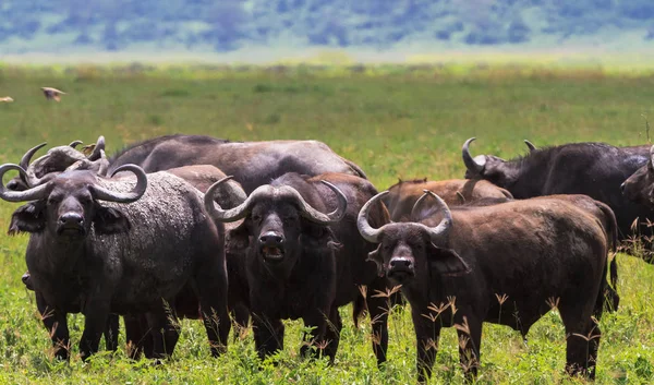 Afrika Buffalos Sürüsü Kapatın Volkan Ngorongoro Tanzanya — Stok fotoğraf