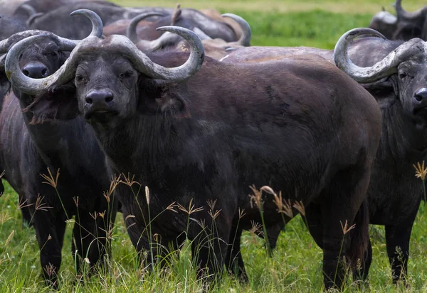 Afrika Buffalos Sürüsü Kapatın Savana Ngorongoro Tanzanya — Stok fotoğraf