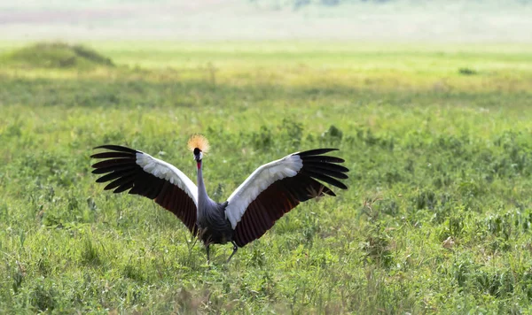 Vidöppna Vingar Kärlek Crone Crane Dance Tanzania Afrika — Stockfoto