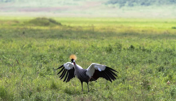 Wedding Dance Crone Crane Wide Open Wings Love Tanzania Africa — Stockfoto