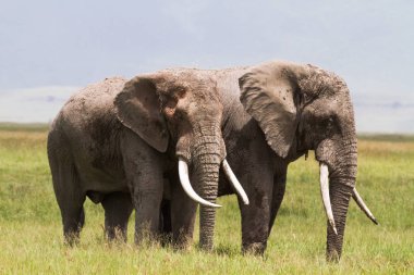 Ngorongoro krateri içinde iki büyük filler. Tanzanya, Afrika