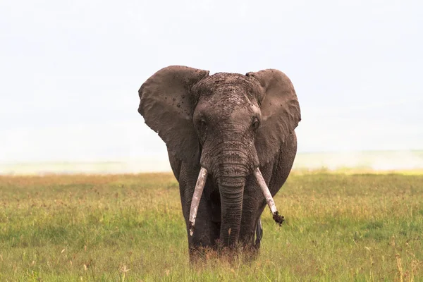 Einsamer Elefant Aus Nächster Nähe Krater Von Ngorongoro Tansania Afrika — Stockfoto