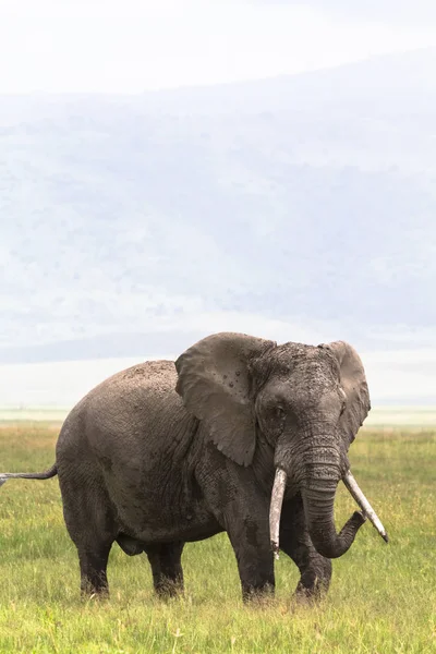 恩戈罗恩戈罗火山口内孤独的巨大的大象肖像 坦桑尼亚 — 图库照片