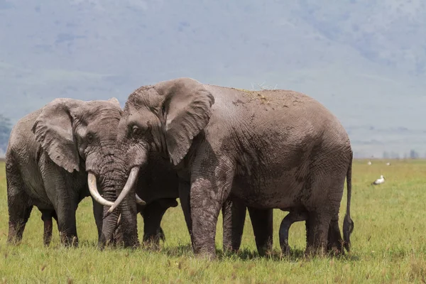 Spotkania Dwa Ogromne Słonie Wewnątrz Krateru Ngorongoro Tanzania Afryka — Zdjęcie stockowe