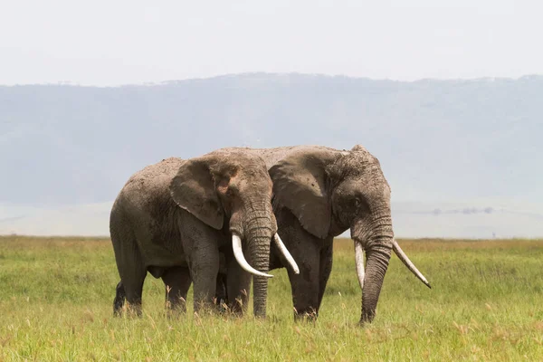 Dos Elefantes Comunican Cráter Ngorongoro Tanzania — Foto de Stock