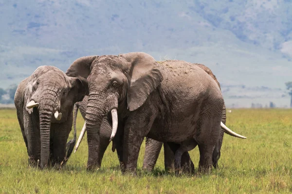 Ngorongoro Krateri Içinde Iki Eski Filler Tanzanya Afrika — Stok fotoğraf