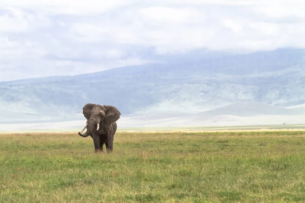 Elefante Enorme Solitario Dentro Del Cráter Ngorongoro Tanzania África — Foto de Stock