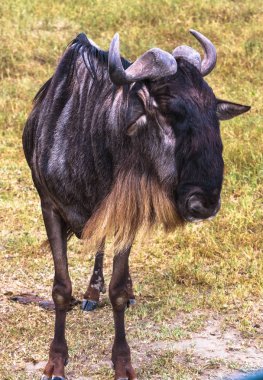 Yalnız wildebeest portresi. Krater Ngorongoro, Tanzanya, Afrika