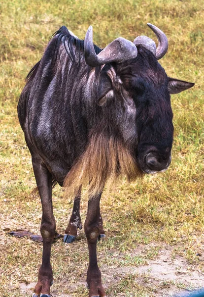 Portrait Lonely Wildebeest Crater Ngorongoro Tanzania Africa — Stock Photo, Image