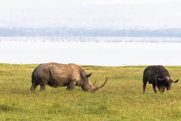 Gergedan Nakuru sahil göl kenarında. Kenya, Afrika