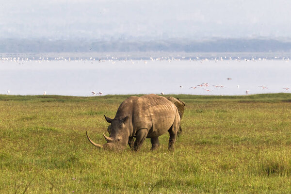 Nakuru beach. White rhino, Kenya