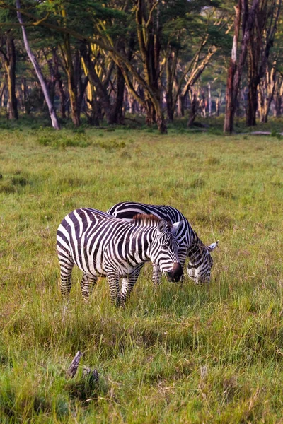 Zwei Zebras Auf Dem Nakuru Lake Park Kenia Afrika — Stockfoto
