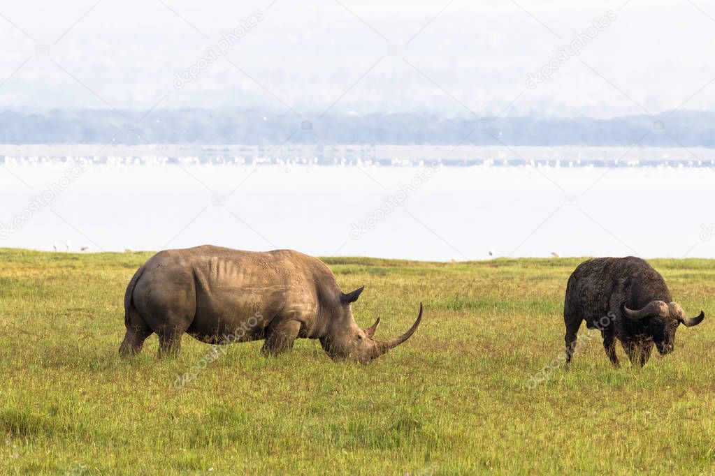 Rhino on shore of Nakuru lake. Kenya, Africa