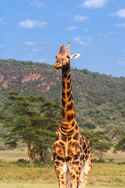 Portrait Girafes Masai Paysages Kenya Afrique — Photo