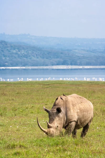 Beyaz rhino Nakuru göl kenarında portresi. Gergedan flamingolar arka planda. Kenya. Afrika