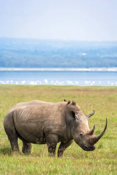 Beyaz rhino Nakuru göl kenarında. Kenya. Afrika