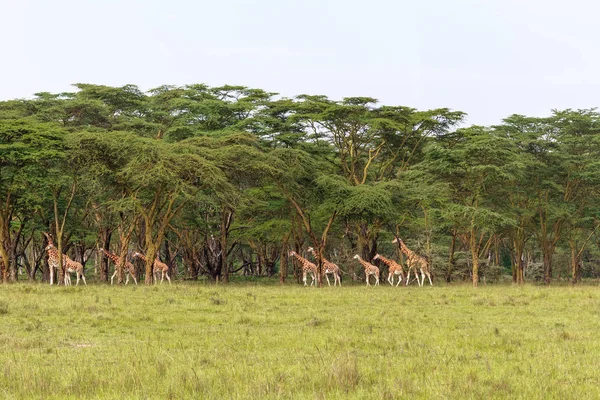 Très Gros Troupeau Girafes Nakuru Kenya — Photo