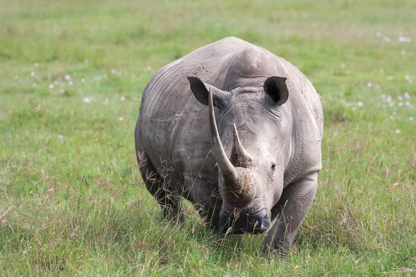 Beyaz Rhino Nakuru Göl Kenarında Portresi Kenya Afrika — Stok fotoğraf