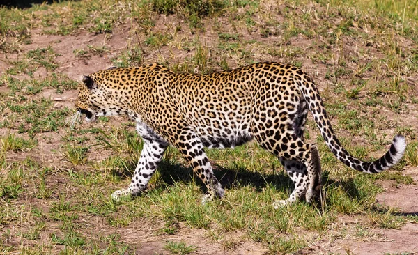 Ragadozók Szavanna Leopard Hörgés Kenya Afrika — Stock Fotó