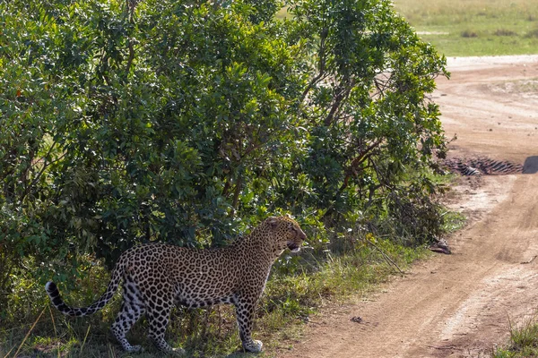 Großer Leopard Busch Savanne Masai Mara Kenia — Stockfoto