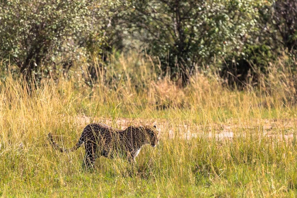 Leopard Walking Grass Kenya Africa — Stock Photo, Image