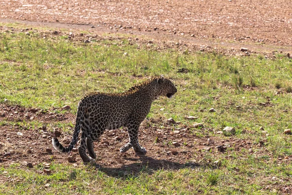 Leopard Walking Grass Savanna Kenya Africa — Stock Photo, Image