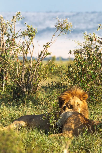 Frumos Cuplu Din Masai Mara Kenya Africa — Fotografie, imagine de stoc