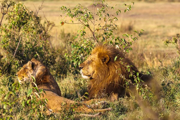 Dos Leones Una Pareja Amorosa Leones Sabana Masai Mara Kenia — Foto de Stock