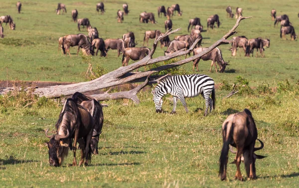 在肯尼亚大草原上的动物迁徙 — 图库照片
