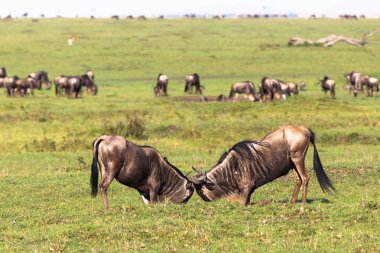 İki manda erkek düello. Masai Mara savana. Kenya, Afrika