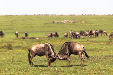 İki erkek için düello. Masai Mara savana. Kenya, Afrika