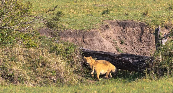 Aslan Yavrularını Savana Bir Dinlenme Odasında Arıyoruz Masai Mara Kenya — Stok fotoğraf