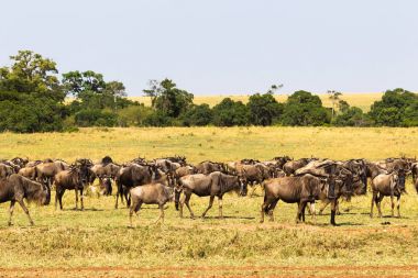 Savana wildebeest küçük sürüsü. Masai Mara, Kenya
