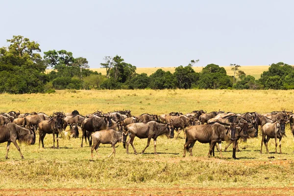 Savana Wildebeest Küçük Sürüsü Masai Mara Kenya — Stok fotoğraf