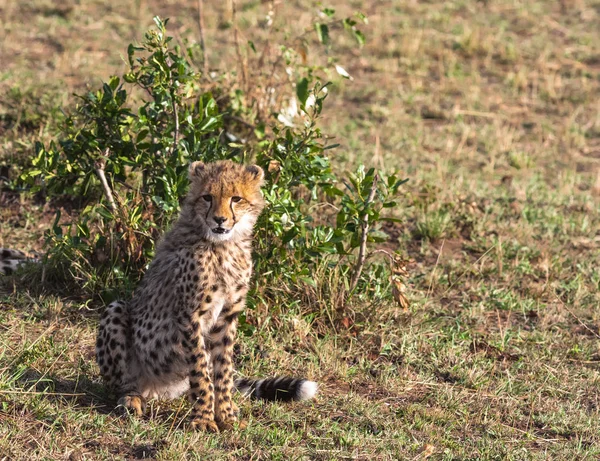 Genç Tree Yakınındaki Cheetah Kedi Masai Mara Kenya — Stok fotoğraf