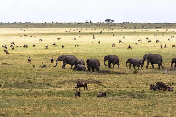 Savannah Con Herbívoros Grandes Pequeños Elefantes Ñus Sabana Masai Mara — Foto de Stock
